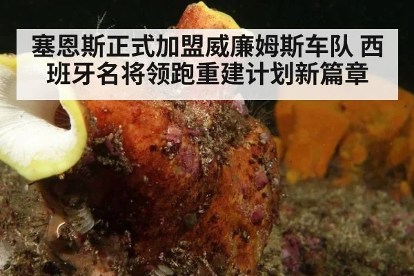 塞恩斯正式加盟威廉姆斯车队 西班牙名将领跑重建计划新篇章